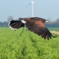 Wüstenbussard