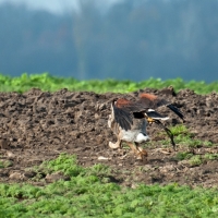 Wüstenbussard