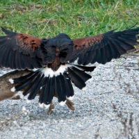 Wüstenbussard