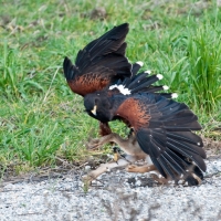 Wüstenbussard