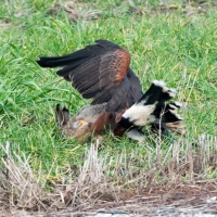 Wüstenbussard