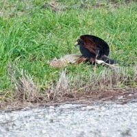 Wüstenbussard