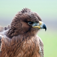 Habichtsadler