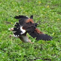 Wüstenbussard