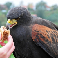 Es muss nicht immer Fleisch sein