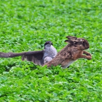 Jagdflug Habicht