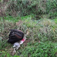 Der im Bach ertränkte Hase