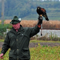 Willi und Harris Hawk