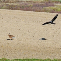 Habichtsadler Kithan