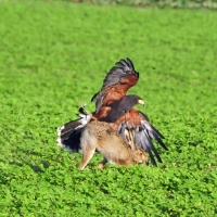 Wüstenbussard