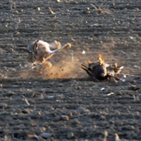 Hase wirft Greifvogel auf den Rücken