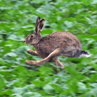 Wir wissen wie der Hase läuft