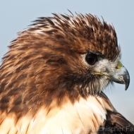 Rotschwanzbussard