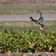 Der Rotschwanzbussard startet nach einem Felhgriff zum erneuten Jagdversuch