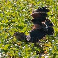 Der Wüstenbussard greift an