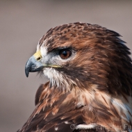 Rotschwanzbussard