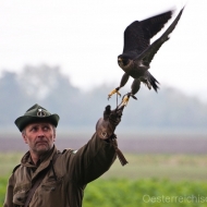 Der Wanderfalke startes von Mannis Faust zum Jagdflug