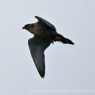 Wanderfalke im Flug