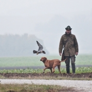 Falkner, Hund und Falke - das perfekte Trio