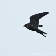 GerxWanderfalke im Flug