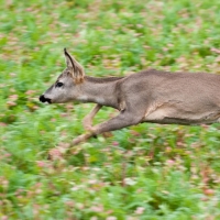 Rehbock