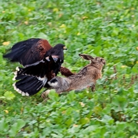 Jagdflug des Wüstenbussards