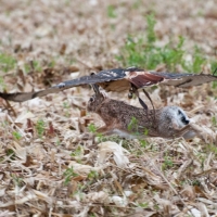Jagdflug des Rotschwanzbussards