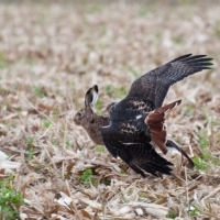Der Vogel fliegt die Haken mit
