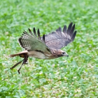 Rotschwanzbussard Amigo