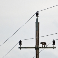 Die Bauten der Zivilisation sind nicht ungefährlich für die Beizvögel!