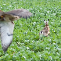 Rotschwanzbussard und Hase