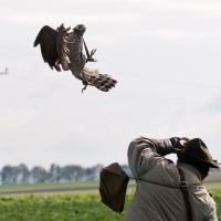 ...und mit voller Wucht wird der Beizvogel geworfen