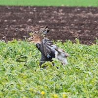 ...und der Hase versucht sich durch einen Sprung zu retten