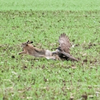 ...der Hase droht zu entkommen