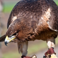 Habichtsadler