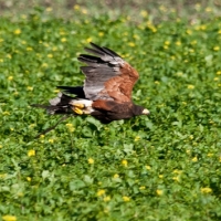 Wüstenbussard