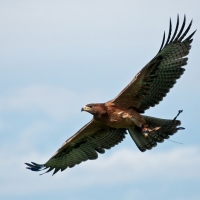 Habichtsadler