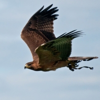 Habichtsadler