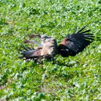 Wüstenbussard