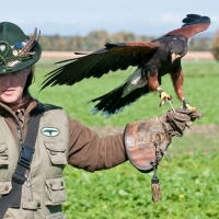 Wüstenbussard