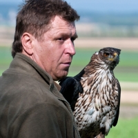 Habichtsadler