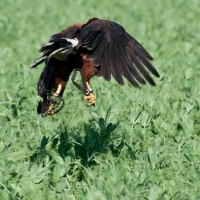 Wüstenbussard
