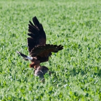 Wüstenbussard