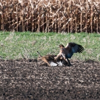Habichtsadler