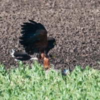 Wüstenbussard