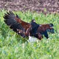 Wüstenbussard