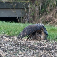 Habichtsadler