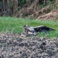 Habichtsadler