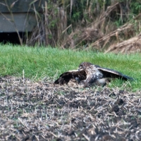 Habichtsadler