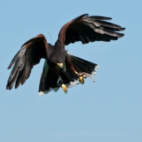 Wüstenbussard